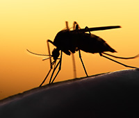 Malarial fever FAQs